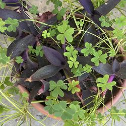 Special little pot full of plants purple leaves pink flowers
