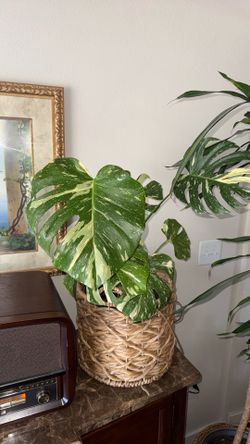 Thai constellation monstera with 6 leaves comes in grey pot and basket the long roots are wrapped around
