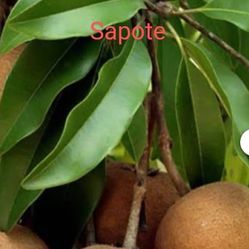 Self Pollinate Sapote 