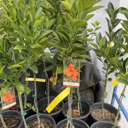 Fruit Trees