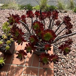 Beautiful Plant Black Rose Aeonium Including Pot