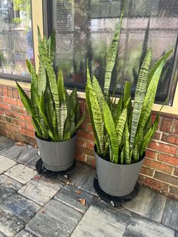 Real plant