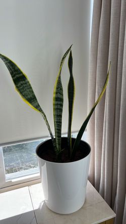 Snake Plant in White 9” Pot