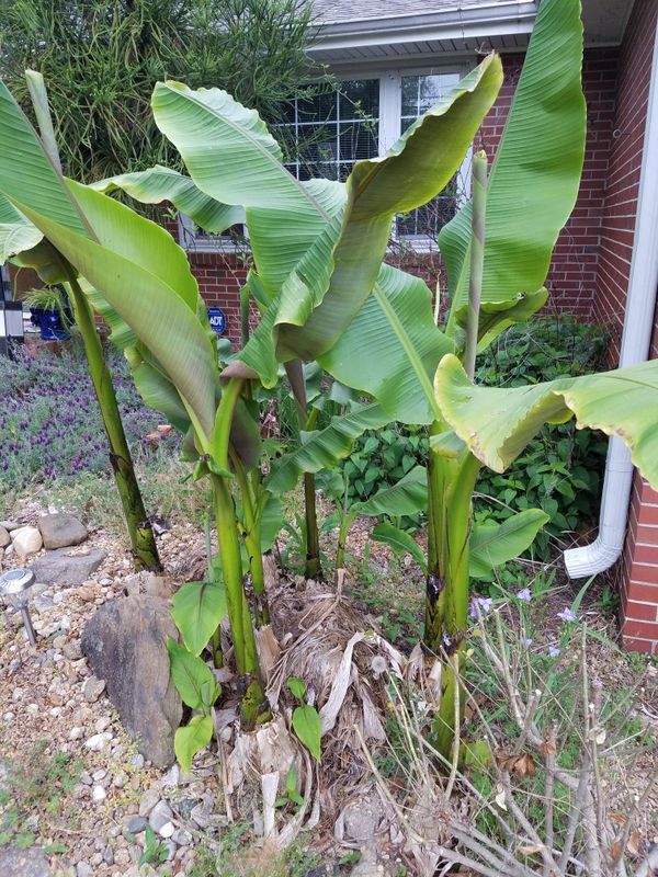 BANANA Trees,cold hardy for Sale in Virginia Beach, VA OfferUp