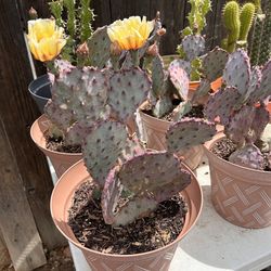 Santa Rita cactus plant
