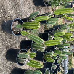 Catus