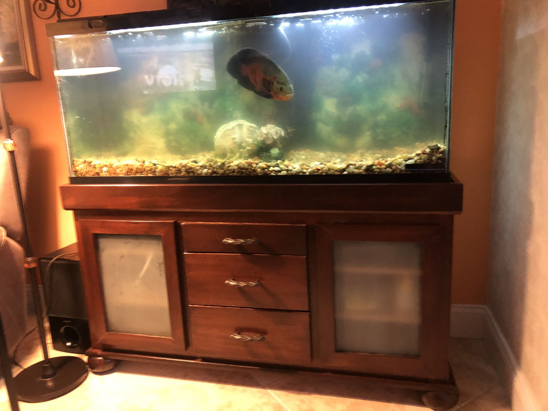 55 gallon fish tank and stand(fish included) $275 OBO