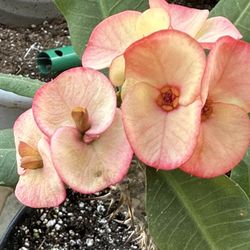 Corona De Cristo Abril