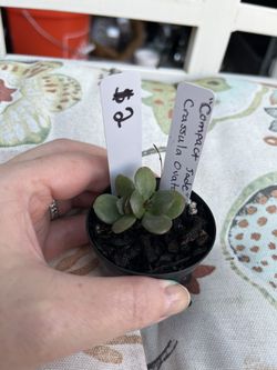 Succulent - Compact Jade