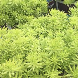 Perennial 