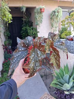 Begonia BLACK FOREST Plant $18