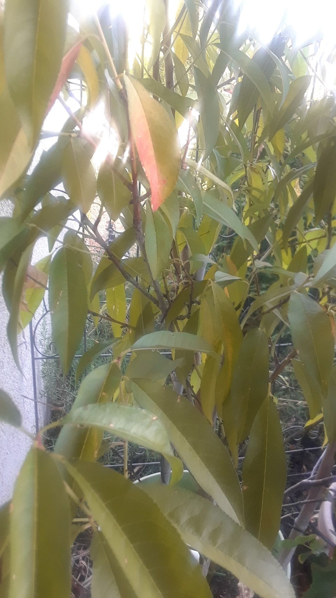 GEORGIA CLING PEACH 8 FEET TALL IN A 5 GALLON POT