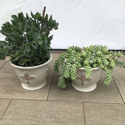 Burro’s tail & ripple jade succulents in 2 pretty French ceramic pots