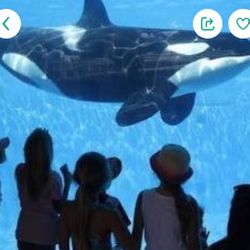 Seaworld Tickets For Today Or Tomorrow 
