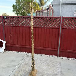 Gold Tree Branch Sculpture Multi Purpose Home Decor