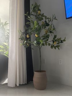 PotteryBarn Faux LimΓ³n Tree 5β Feet Talk
