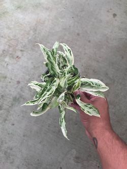 Syngonium Starlight