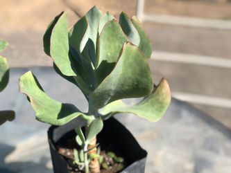 A Nice Succulent with beautiful Red Robin in a one gallon pot.