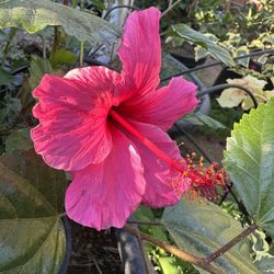 Hibiscus Plant 5gal