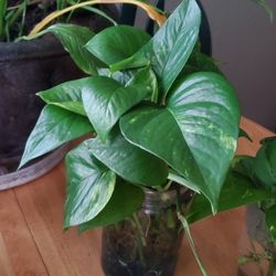  Plant Starts! House Plants Or Aquarium Plants.