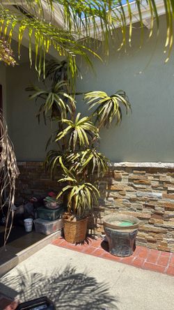 Faux Palm Tree 7ft