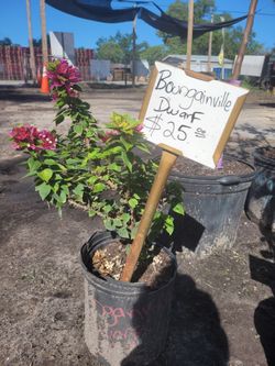 Bougainvillea Dwarf
