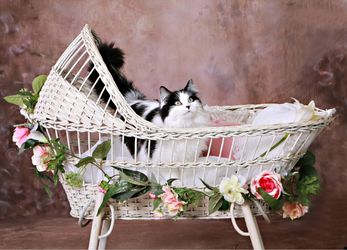 White Natural Wicker Bassinet / Delivery Available 🧸 🐶 🐱 🎉