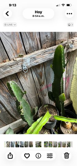 Tengo toda clase de cactus diferentes tamaños y Precios empanada