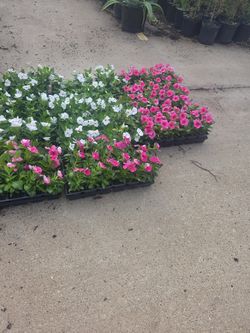 Teresitas 1/4 plantas