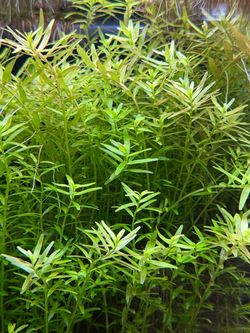 Rotala indica aquarium plant clippings fresh water