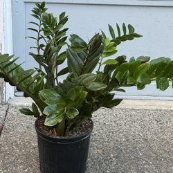 ZZ Indoor Plant Big Size