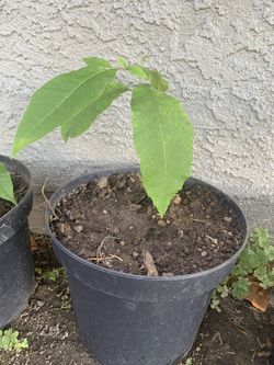 Peacan Plant