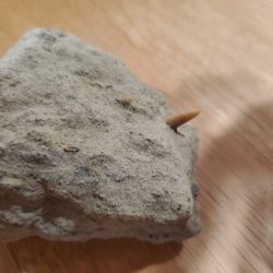 Fossil shark tooth In  matrix