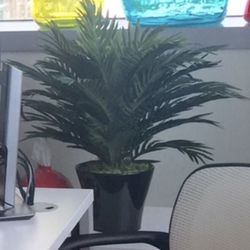 2 Silk Plants in Black Ceramic Pots (25 inches tall)