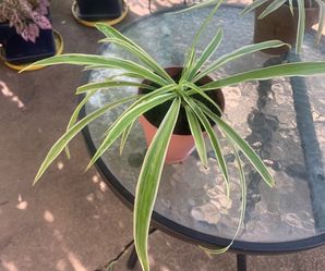 Spider Plant (Chlorophytum comosum), known for its thin, arching variegated leaves.