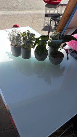 Set of 6 Modern Faux Potted Plants / Fake Tabletop Greenery