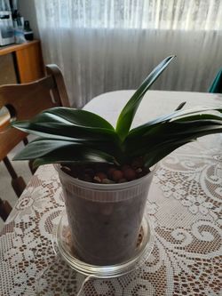 Orchid planted in leca pebbles. Easy care