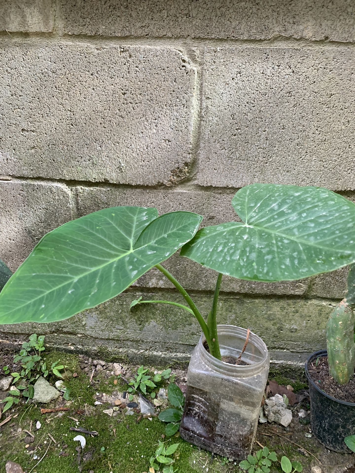 Elephant Ear Plant