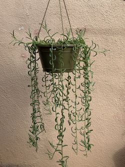 String of Bananas Senecio radicals