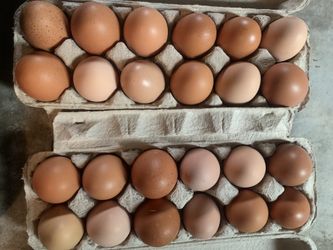 Fresh Farm Eggs