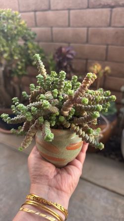 Crassula Marnieriana Succulent in Ceramic Pot