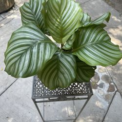 6” Calathea Orbifolia