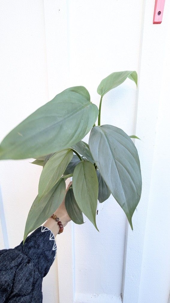 Philodendron Hastatum Silver Sword Plant 4" Pot - Indoor House Plants