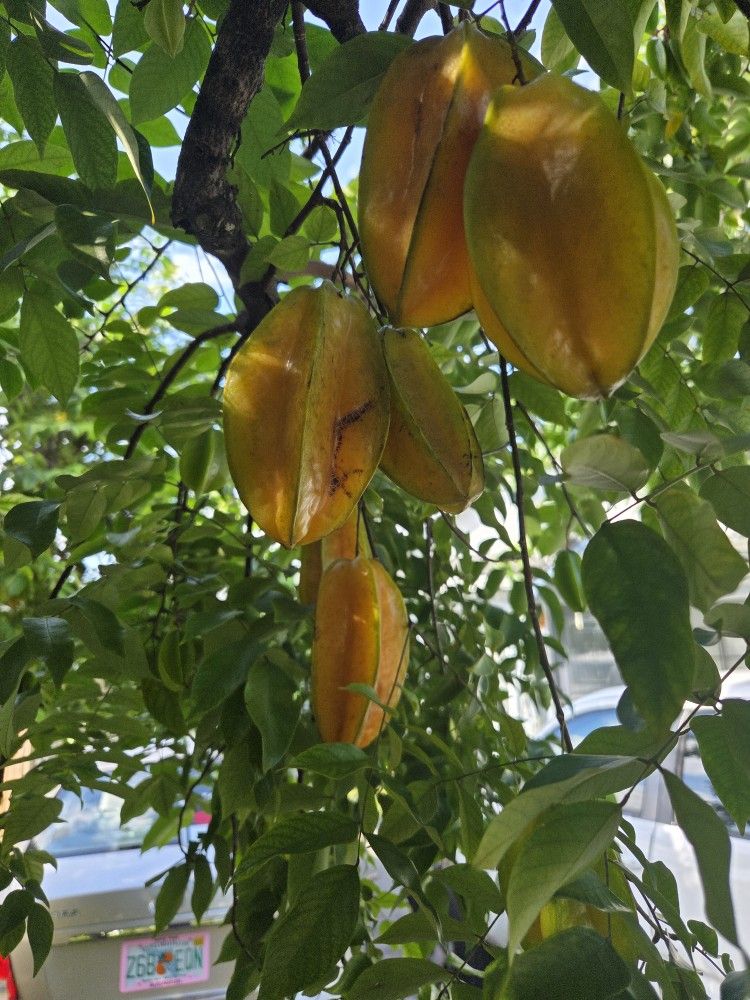 FREE STAR FRUIT 