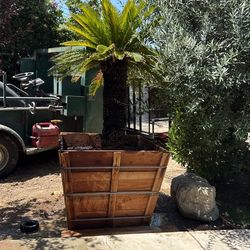 Sago Palm