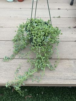 String of dophins Succulent, live plant in 6” nursery pot. ✔️ profile for more🪴 