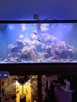 Reef aquarium