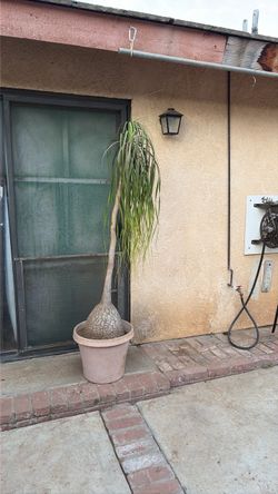 Large Ponytail Palm
