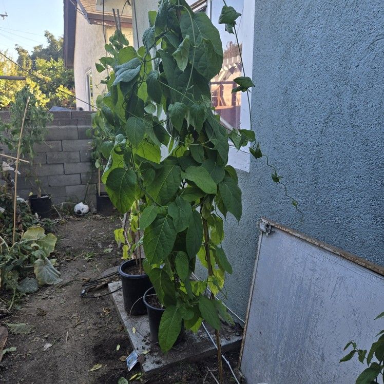 Hola Le Tenemos Plantas De Loroco