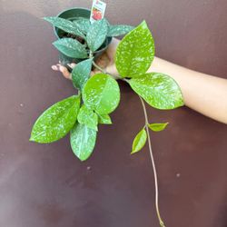 4” hoya pubicalyx bright one